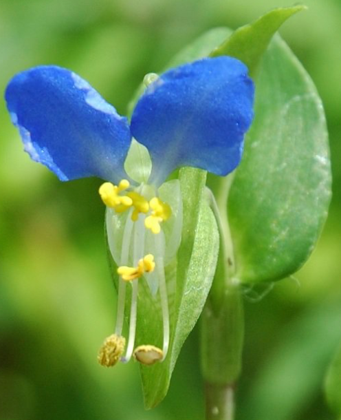 Capture d’écran 2017-04-19 à 06.39.45.png
