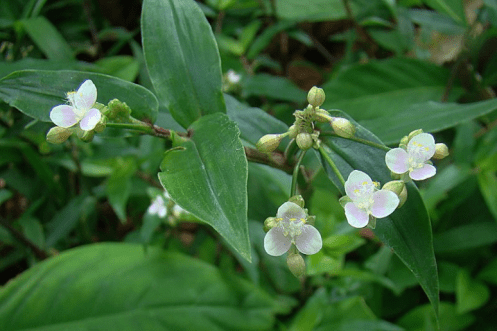 Capture d’écran 2017-04-19 à 06.39.59.png