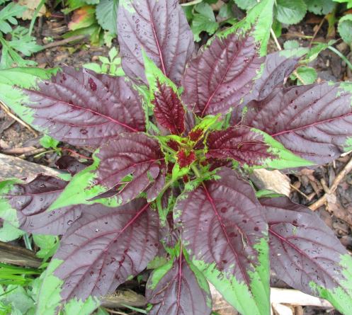 Capture d’écran 2017-04-19 à 15.38.20.png